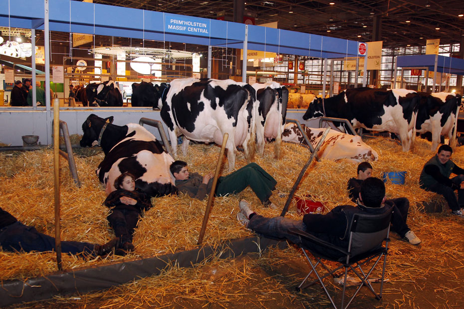 A quoi va ressembler le Salon de l’Agriculture sans ses bovins ?