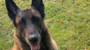 Loubo, le chien d'Alain Delon