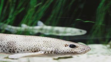 Un bébé requin tacheté a vu le jour dans un aquarium de Louisiane, mais sa naissance intrigue.