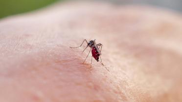 Le moustique-tigre, ennemi numéro un de l'été et porteur du chikungunya