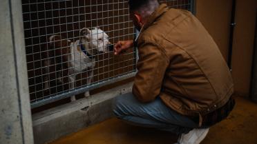 La SPA débordée par l’afflux d’animaux abandonnés cet été