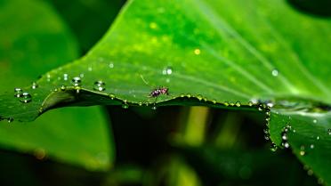 Santé : recrudescence de cas de chikungunya en France