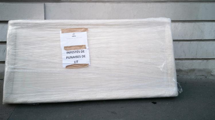 Punaises de lit