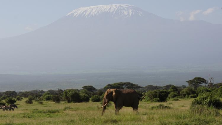 Reportage éléphants Maasaï Kenya @Charlotte Simonart/Europe 1