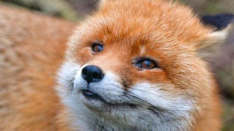 renards