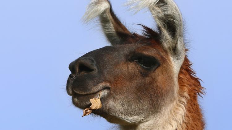 lama crédit : KARL-JOSEF HILDENBRAND / DPA / AFP - 1280