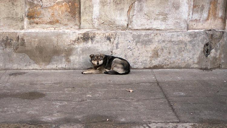 chien 1280