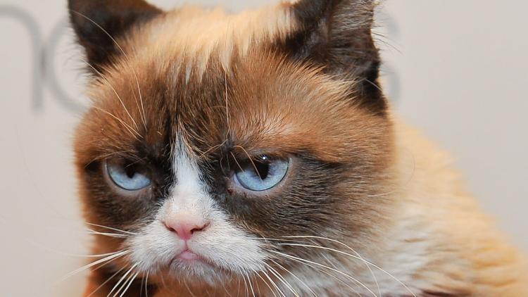 grumpy cat 1280