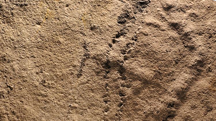 empreintes, fossiles, chine crédit : HO / VIRGINIA TECH UNIVERSITY / AFP - 1280