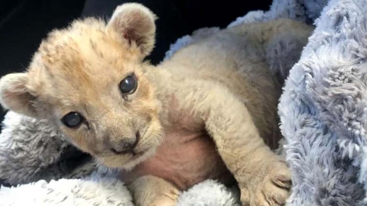 Lionceau, Marseille, HO / Douanes Francaises / AFP 1280