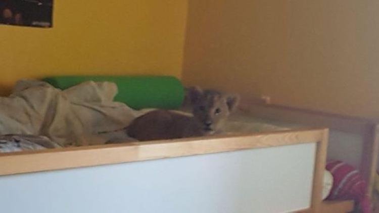 Lionceau de compagnie 1280