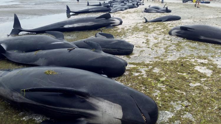 baleines-pilotes, nouvelle-zélande crédit : STR / NEW ZEALAND DEPARTMENT OF CONSERVATION / AFP - 1280