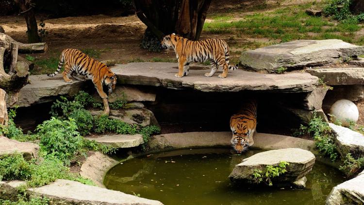 tigre zoo cologne 1280