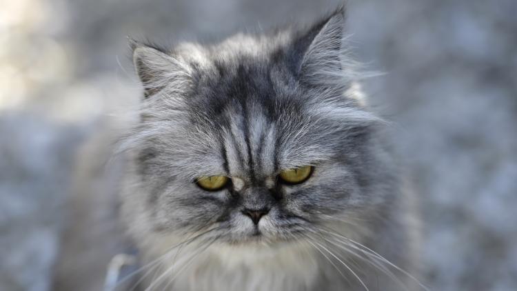 Chat 1280
