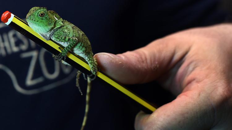 Caméléon, 1280x640