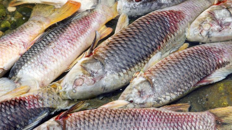 poissons 1280 RAYMOND ROIG / AFP