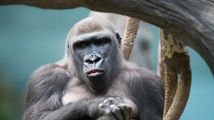 gorille singe