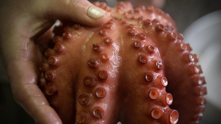 Un poulpe, image d'illustration