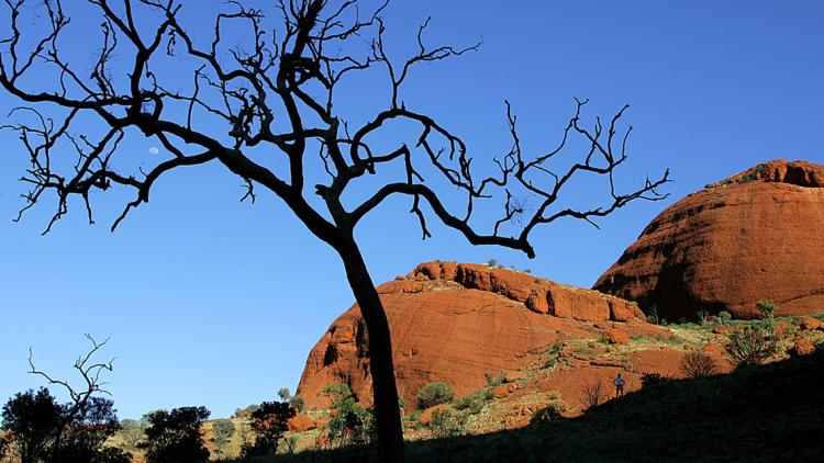 tasmanie australie eucalyptus