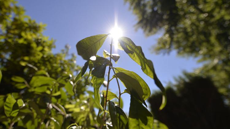 chaleur canicule soleil 1280