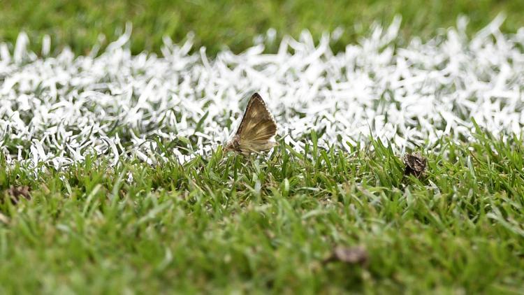 Papillon de nuit (1280x640) Martin BUREAU/AFP