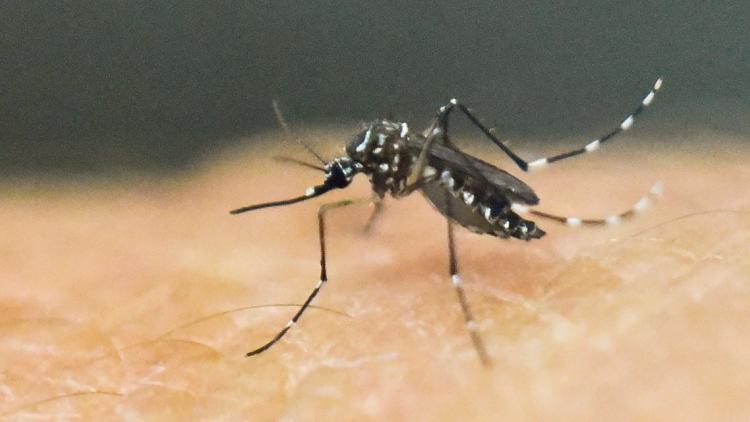 moustique zika