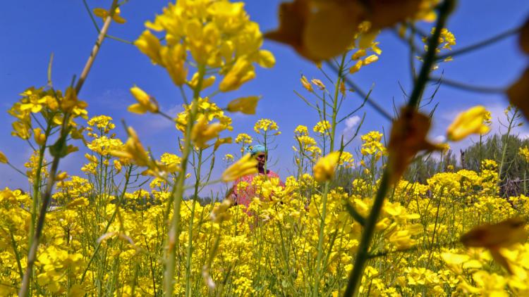 Moutarde graine 1280