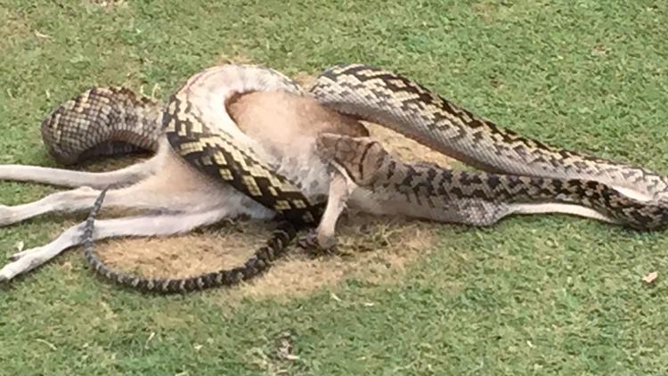 Australie : un python gobe un wallaby sur un parcours de golf