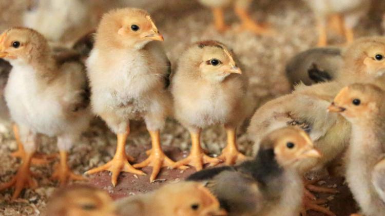 Poussins