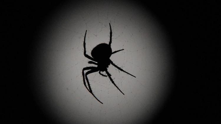 Une araignée, 1280x640