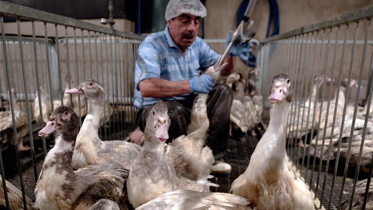 Gavage pour faire du foie gras, 1280x640
