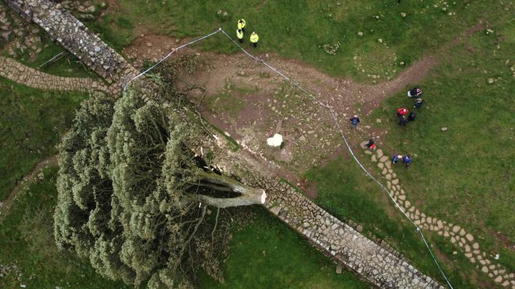 En Angleterre, deux hommes reconnus coupables d’avoir abattu sans raison apparente le Sycamore Gap tree, un arbre vieux de 200 ans 