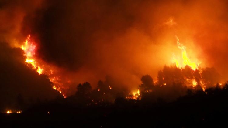 feu, incendie, végétation, forêt