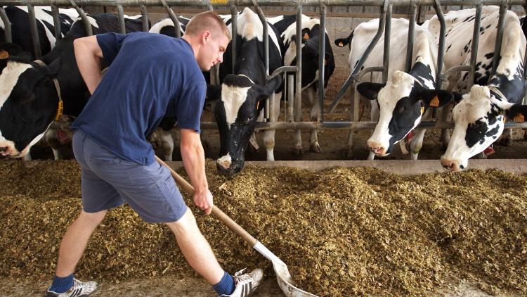 Un jeune étudiant dans un lycée agricole donnant à manger à des vaches. 