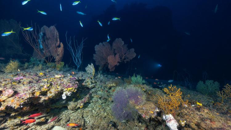 Changement climatique : 96 % des récifs coralliens menacés d'extinction d'ici 50 ans